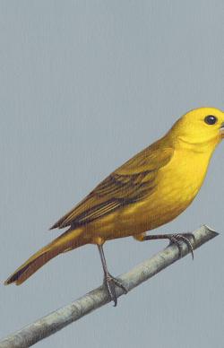 Canary on grey