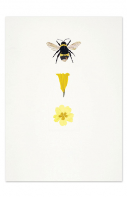 Bumblebee, Daffodil, Primrose
